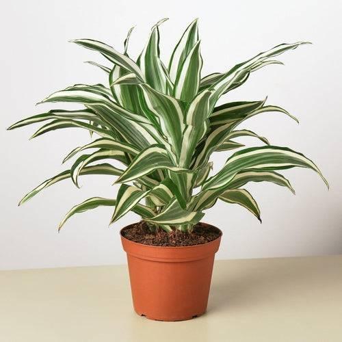 Dracaena 'Warneckii White Jewel' - Lacatang Shop