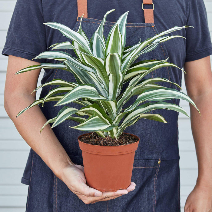 Dracaena 'Warneckii White Jewel' - Lacatang Shop