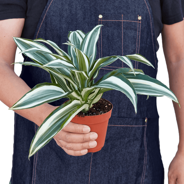 Dracaena 'Warneckii White Jewel' - Lacatang Shop