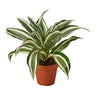 Dracaena 'Warneckii White Jewel' - Lacatang Shop